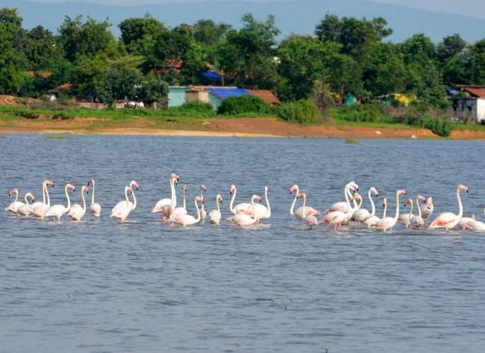 Greater flamingo found in Gondia district after 20 years | २० वर्षानंतर गोंदिया जिल्ह्यात आढळले ग्रेटर फ्लेमिंगो