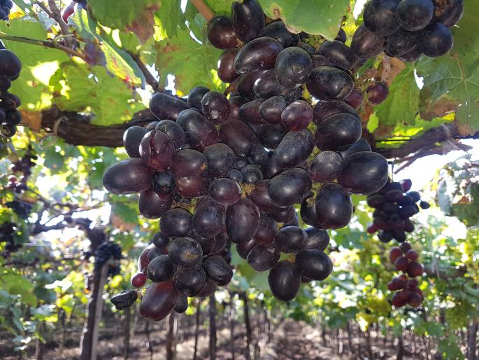 Black arrow grapes in trouble | काळ्या वाणाची द्राक्षे संकटात Black arrow grapes in trouble | काळ्या वाणाची द्राक्षे संकटात
