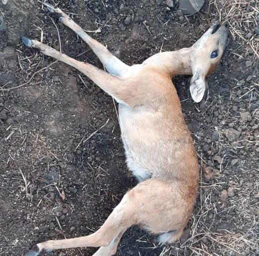 Dogs kill deer in search of water | पाण्याच्या शोधार्थ भटकणाऱ्या हरणास कुत्र्यांनी केले ठार