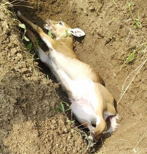 Death of calf at Erandole fell well nilagayi | एरंडोल येथे निलगायीच्या वासराचा विहिरीत पडून मृत्यु Death of calf at Erandole fell well nilagayi | एरंडोल येथे निलगायीच्या वासराचा विहिरीत पडून मृत्यु