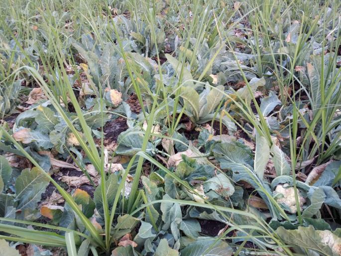 Cauliflower, cabbage, brinjal and tomato are rotting in the field as there is no price | दरच नसल्याने शेतातच सडतोय फ्लॉवर, कोबी, वांगी अन् टोमॅटो Cauliflower, cabbage, brinjal and tomato are rotting in the field as there is no price | दरच नसल्याने शेतातच सडतोय फ्लॉवर, कोबी, वांगी अन् टोमॅटो