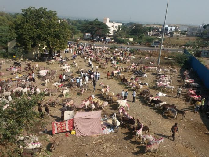 On the occasion of Pournima, the donkeys sold in Jejuri are worth two crores | पौष पोर्णिमा यात्रेनिमित्त जेजुरीत भरलेल्या गाढवांच्या बाजारात दोन कोटींवर उलाढाल On the occasion of Pournima, the donkeys sold in Jejuri are worth two crores | पौष पोर्णिमा यात्रेनिमित्त जेजुरीत भरलेल्या गाढवांच्या बाजारात दोन कोटींवर उलाढाल