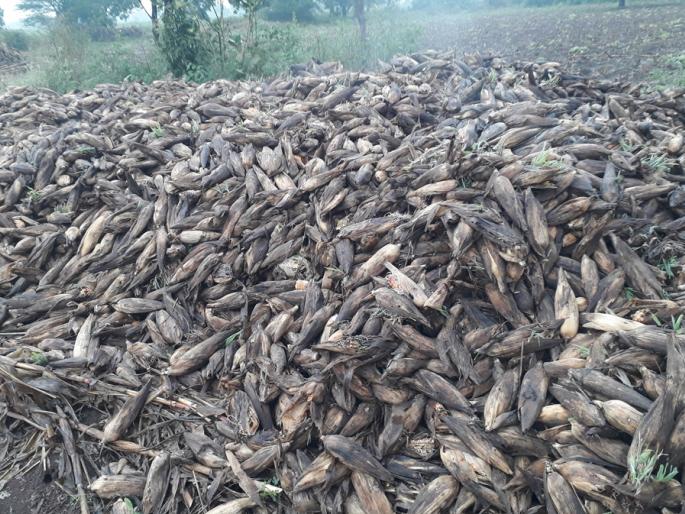  An outbreak of nature; Farmers' in trouble | निसर्गाचा प्रकोप; बळीराजा हतबल