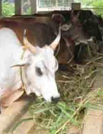 34,500 Animals got 'Aadhar Card' | ३४५०० दुधाळ जनावरांना ‘आधार कार्ड’