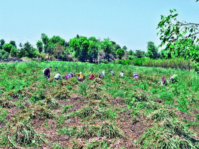 The impact of climate change: In the summer of drying, the reduction in the production of onion harvesting is possible | हवामान बदलाचा फटका : रखरखत्या उन्हातही कांदा काढणीच्या कामांना वेग कांदा उत्पादनात घट The impact of climate change: In the summer of drying, the reduction in the production of onion harvesting is possible | हवामान बदलाचा फटका : रखरखत्या उन्हातही कांदा काढणीच्या कामांना वेग कांदा उत्पादनात घट