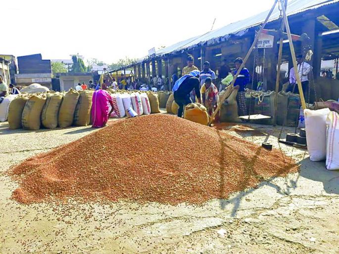 As the income increases, the price of trumpets falls | आवक वाढताच तुरीच्या भावात घसरण