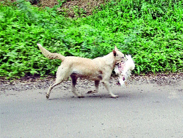Bite the molten dog | पिसाळलेल्या श्वानाचा जनावरांना चावा Bite the molten dog | पिसाळलेल्या श्वानाचा जनावरांना चावा