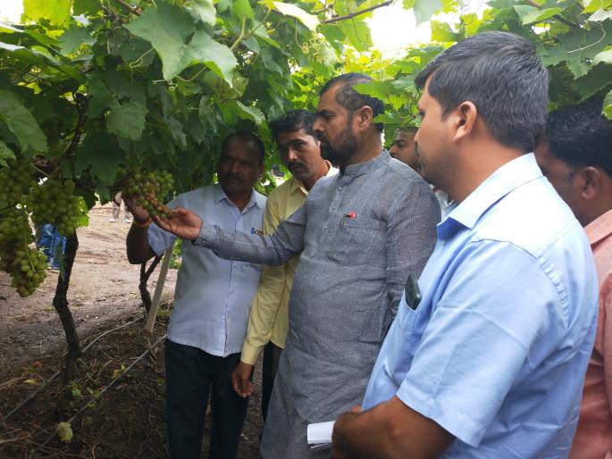 Immediate disposal of damaged crops: Sadabhau Khat | नुकसानग्रस्त पिकांचे तत्काळ पंचनामे करा : सदाभाऊ खोत Immediate disposal of damaged crops: Sadabhau Khat | नुकसानग्रस्त पिकांचे तत्काळ पंचनामे करा : सदाभाऊ खोत