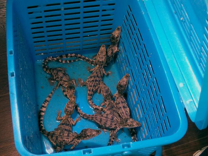 Two suspected youths are arrested: Wildlife Weekly Prevention of Robly Magar-Taswas | वन्यजीव सप्ताहाच्या प्रारंभी रोखली मगर-कासवांची तस्करी; दोघांना अटक Two suspected youths are arrested: Wildlife Weekly Prevention of Robly Magar-Taswas | वन्यजीव सप्ताहाच्या प्रारंभी रोखली मगर-कासवांची तस्करी; दोघांना अटक