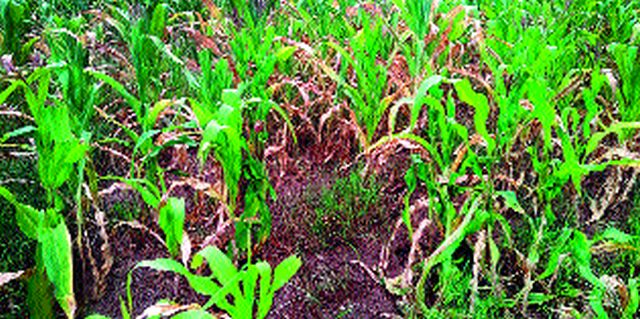 The kharif crops are believed to have been planted in Yeola taluka | येवला तालुक्यात खरीप पिकांनी टाकल्या माना The kharif crops are believed to have been planted in Yeola taluka | येवला तालुक्यात खरीप पिकांनी टाकल्या माना