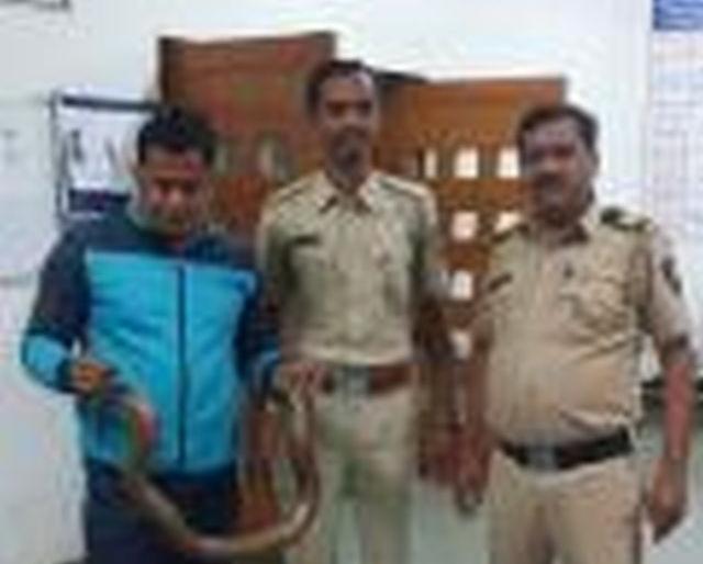 Mandula's life saved due to police promptness! | पोलिसांच्या तत्परतेमुळे मांडुळाचे वाचले प्राण!