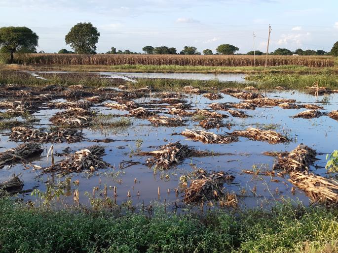 Farmers holding crop insurance await compensation | पीक विमा धारक शेतकरी नुकसान भरपाईच्या प्रतीक्षेत Farmers holding crop insurance await compensation | पीक विमा धारक शेतकरी नुकसान भरपाईच्या प्रतीक्षेत