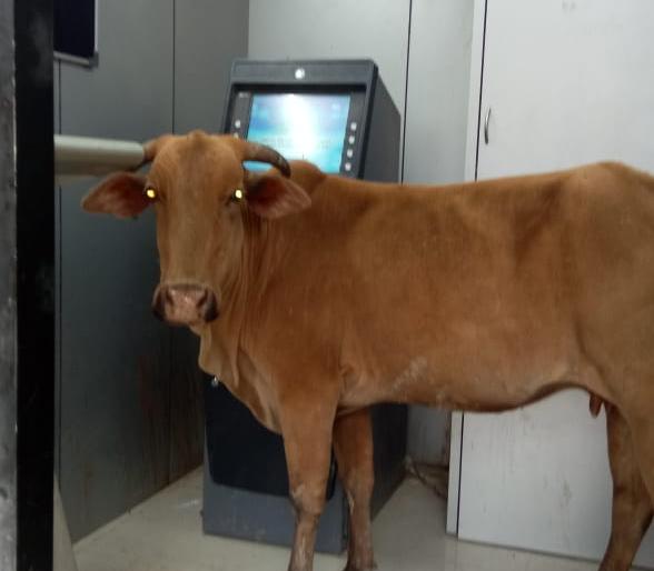 Mokat animals at the ATM at Bolthan | बोलठाण येथे एटीएममध्ये मोकाट जनावरे Mokat animals at the ATM at Bolthan | बोलठाण येथे एटीएममध्ये मोकाट जनावरे