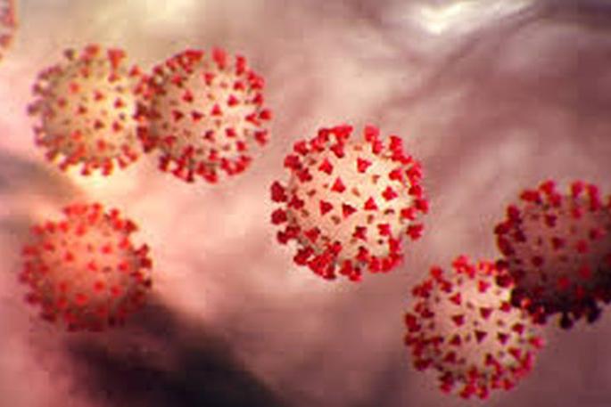 Guide Meeting on Corona in Navapura | नवापुरात कोरोनाविषयी मार्गदर्शक बैठक Guide Meeting on Corona in Navapura | नवापुरात कोरोनाविषयी मार्गदर्शक बैठक