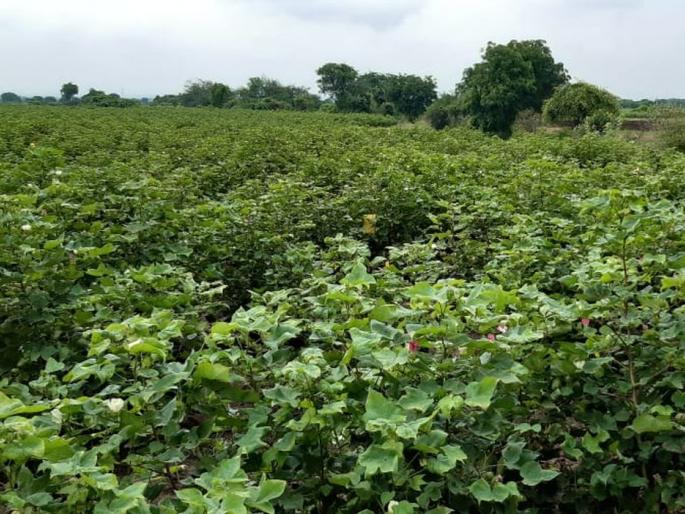 Due to moisture in cotton, the farmers dry their throat | कापसातील ओलाव्यामुळे शेतक:यांच्या घशाला कोरड
