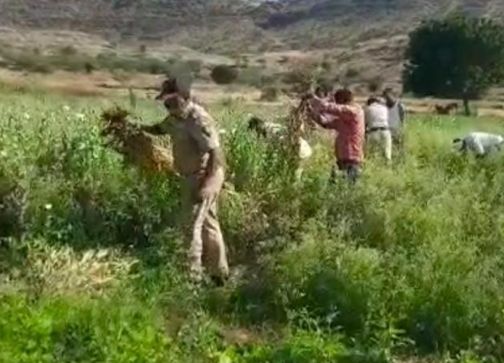 One is in police custody and the other is wanted | अफू शेती प्रकरण-एकास पोलीस कोठडी तर दुस-याचा शोध सुरु One is in police custody and the other is wanted | अफू शेती प्रकरण-एकास पोलीस कोठडी तर दुस-याचा शोध सुरु