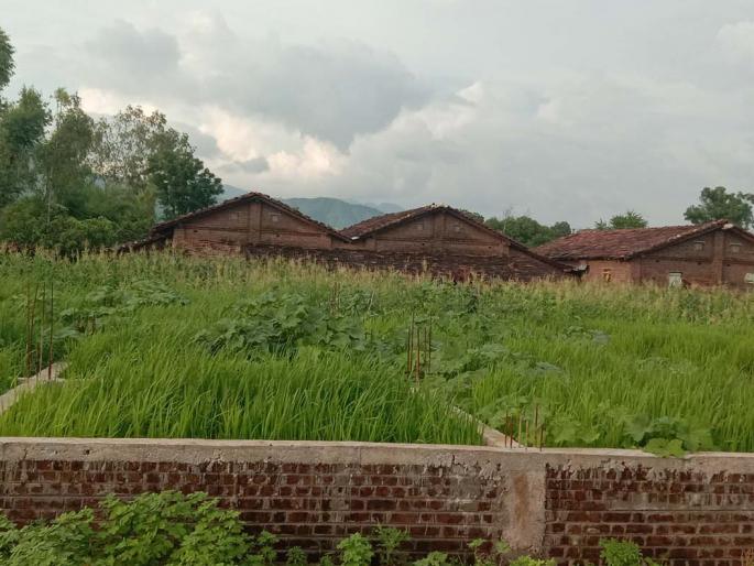 Sow instead of home on foundation construction | पाया बांधकामावर घर ऐवजी केली पेरणी Sow instead of home on foundation construction | पाया बांधकामावर घर ऐवजी केली पेरणी