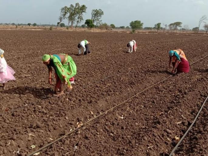 Start planting pre-seasonal cotton | पूर्व हंगामी कापूस लागवड सुरु Start planting pre-seasonal cotton | पूर्व हंगामी कापूस लागवड सुरु