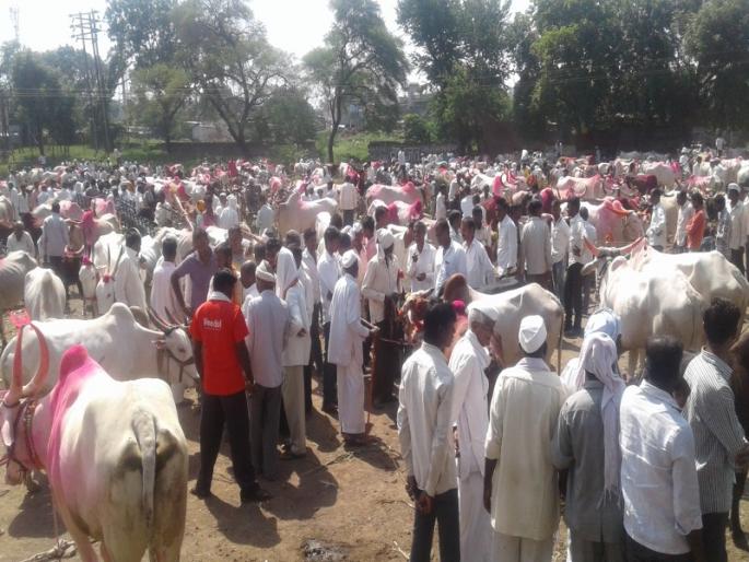 Due to lack of fodder bulls for sale | चारा नसल्याने बैल विक्रीसाठी गर्दी Due to lack of fodder bulls for sale | चारा नसल्याने बैल विक्रीसाठी गर्दी