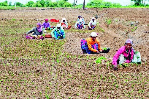 Onion production will be reduced | कांद्याचे उत्पादन घटणार