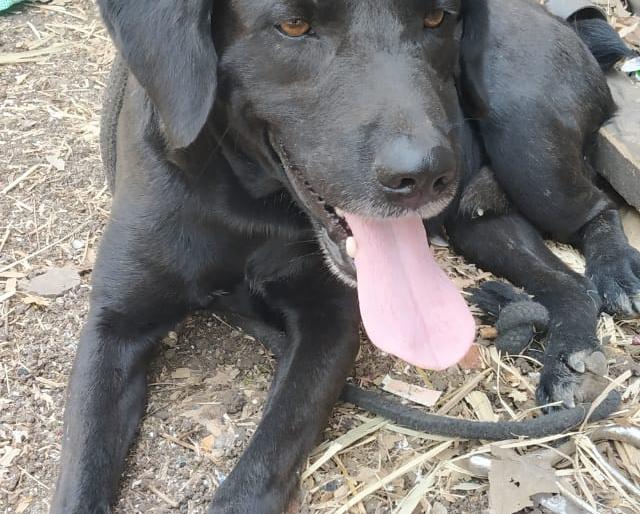 He shouted while he was in a dead body; | हाक ऐकताच जखमी अवस्थेतही तो थरारला!, उंब्रजमध्ये अनोखे श्वानप्रेम He shouted while he was in a dead body; | हाक ऐकताच जखमी अवस्थेतही तो थरारला!, उंब्रजमध्ये अनोखे श्वानप्रेम