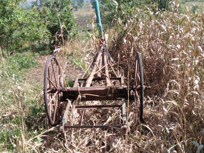 Leopard attacked the bullock in Panhala area; | पन्हाळा परिसरात बिबट्याचा बैलावर हल्ला, लोक जमा झाल्यानंतर काढला पळ