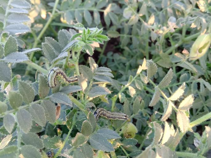 Three and a half thousand hectares of green crops are in danger | साडे तीन हजार हेक्टर हरभरा पिक धोक्यात Three and a half thousand hectares of green crops are in danger | साडे तीन हजार हेक्टर हरभरा पिक धोक्यात