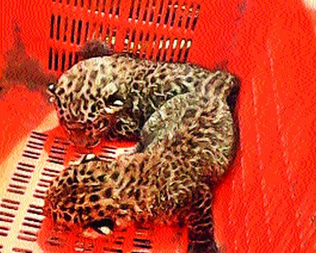 Two pebbles found in sugarcane field | ऊसाच्या शेतात आढळली बिबट्याची दोन बछडे Two pebbles found in sugarcane field | ऊसाच्या शेतात आढळली बिबट्याची दोन बछडे