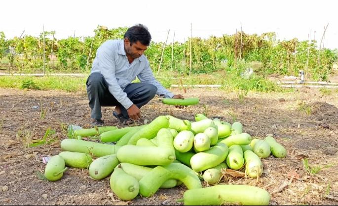 Throw away the pumpkin because there is no price | भाव नसल्याने भोपळा दिला फेकून Throw away the pumpkin because there is no price | भाव नसल्याने भोपळा दिला फेकून