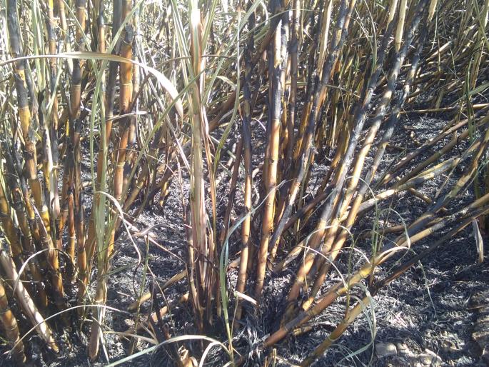 Sugarcane fire in Pimpalgaon fire | पिंपळगावी आगीत ऊस खाक Sugarcane fire in Pimpalgaon fire | पिंपळगावी आगीत ऊस खाक