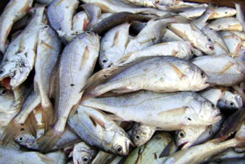 Parbhani: Fishery Office runs on half the staff | परभणी : निम्म्याच कर्मचाऱ्यांवर चालते मत्स्य कार्यालय