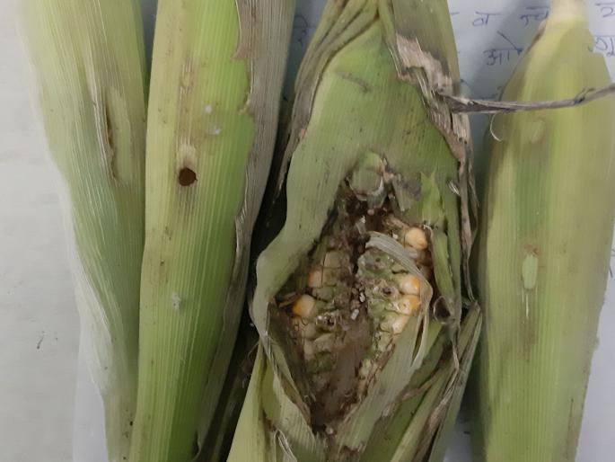 Damage to crops by military alley | लष्करी अळीने पिकांचे नुकसान Damage to crops by military alley | लष्करी अळीने पिकांचे नुकसान