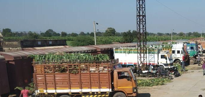 The white of the banana blossomed again | केळीची पंढरी पुन्हा गजबजली The white of the banana blossomed again | केळीची पंढरी पुन्हा गजबजली