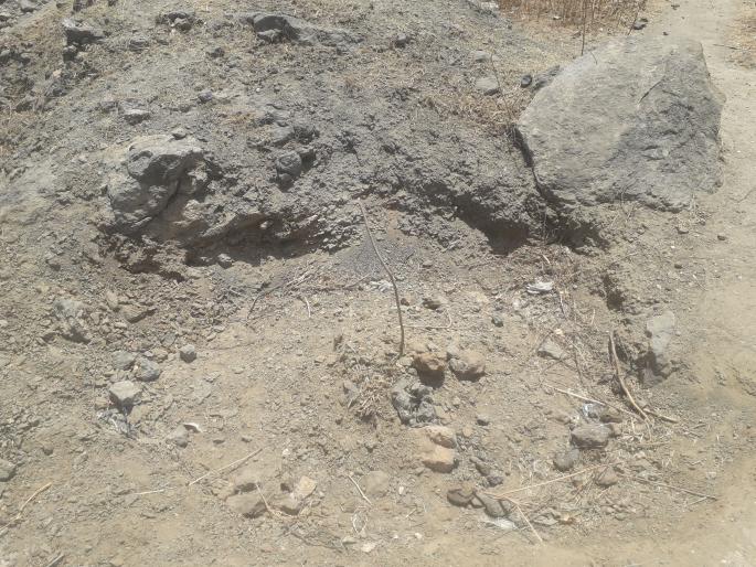 The government casts 50 crores of planting scheme for the last quarter | शासनाची ५० कोटी वृक्ष लागवड योजना मोजते शेवटची घटिका The government casts 50 crores of planting scheme for the last quarter | शासनाची ५० कोटी वृक्ष लागवड योजना मोजते शेवटची घटिका