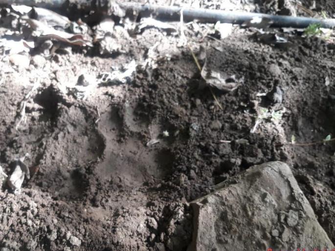 Leopard preys on Kelly Reddy | वाघाने केली रेड्याची शिकार Leopard preys on Kelly Reddy | वाघाने केली रेड्याची शिकार