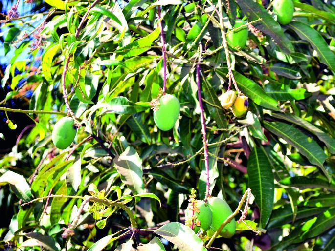 Ratnagiri: In spite of the rebellion, the incidence of turf increased. | रत्नागिरी : पुनर्मोहोरामुळे बागायतदार चिंतेत, तुडतुड्यांचा प्रादुर्भाव वाढला Ratnagiri: In spite of the rebellion, the incidence of turf increased. | रत्नागिरी : पुनर्मोहोरामुळे बागायतदार चिंतेत, तुडतुड्यांचा प्रादुर्भाव वाढला