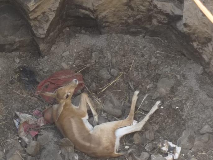 Deer well for two days; Villagers saved lives | दोन दिवसांपासून हरीण विहिरीत; ग्रामस्थांनी वाचविले प्राण Deer well for two days; Villagers saved lives | दोन दिवसांपासून हरीण विहिरीत; ग्रामस्थांनी वाचविले प्राण