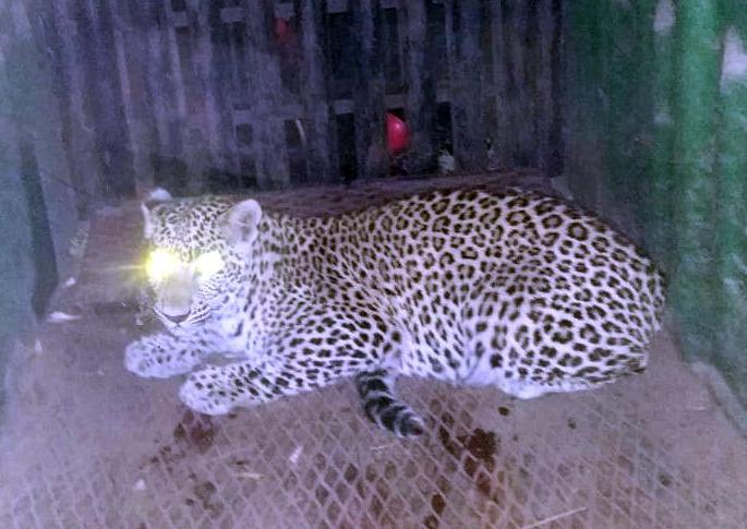 A male leopard is trapped in a cage in Samangaon | सामनगावला नर बिबट्या अडकला पिंजऱ्यात A male leopard is trapped in a cage in Samangaon | सामनगावला नर बिबट्या अडकला पिंजऱ्यात