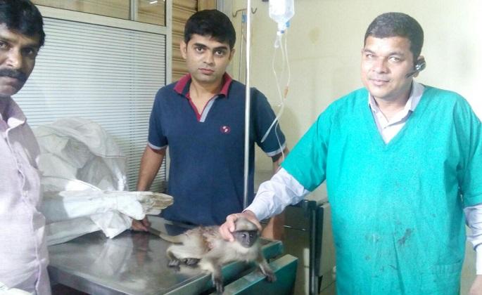 Given to the little bird | चिमुकल्या वानराला दिले जीवदान Given to the little bird | चिमुकल्या वानराला दिले जीवदान