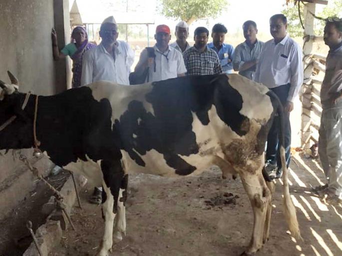 Guide to Disease Investigation Team at Khambale | खंबाळे येथे रोग अन्वेषण पथकाचे मार्गदर्शन  Guide to Disease Investigation Team at Khambale | खंबाळे येथे रोग अन्वेषण पथकाचे मार्गदर्शन