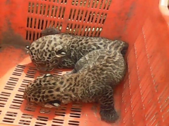 At the end of the newborn calf, | नवजात बछडे अखेर मादीच्या कुशीत At the end of the newborn calf, | नवजात बछडे अखेर मादीच्या कुशीत