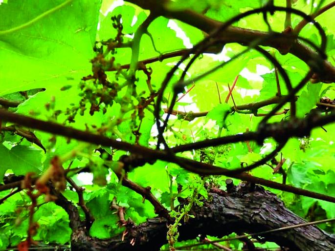 Loss of billions; Crop insurance ineffective | कोट्यवधींची नुकसानी; पीक विमा कुचकामी Loss of billions; Crop insurance ineffective | कोट्यवधींची नुकसानी; पीक विमा कुचकामी