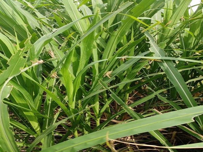 Locusts found in Kopargaon taluka; Locust-like insects on guinea grass | कोपरगाव तालुक्यात आढळली टोळधाड; गिन्नी गवतावर टोळधाड सदृश्य किडे