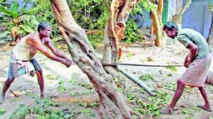 Reactivated Action Committee for the tree | वृक्षतोडीसाठी पुन्हा सरसावली कृती समिती Reactivated Action Committee for the tree | वृक्षतोडीसाठी पुन्हा सरसावली कृती समिती