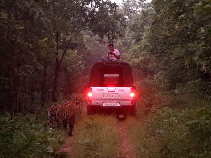 Shocking ! 'Photography' in the karhandla Sanctuary on the rooftops of the van. | धक्कादायक ! वाहनाच्या छतावर बसून कऱ्हांडला अभयारण्यात ‘फोटोग्राफी’ Shocking ! 'Photography' in the karhandla Sanctuary on the rooftops of the van. | धक्कादायक ! वाहनाच्या छतावर बसून कऱ्हांडला अभयारण्यात ‘फोटोग्राफी’