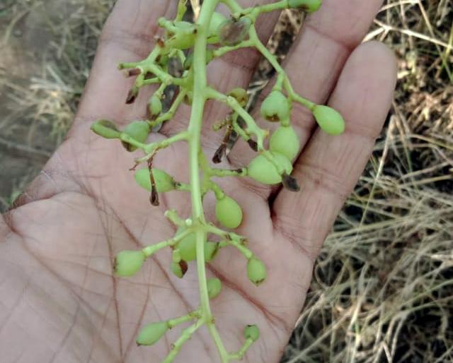 Rainstorm in Trimbak | त्र्यंबकला पावसाचा कहर Rainstorm in Trimbak | त्र्यंबकला पावसाचा कहर