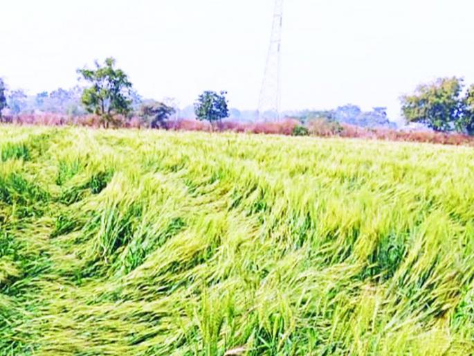 Occasional rains hit crops in Washim | अवकाळी पावसाचा पिकांना जबर फटका