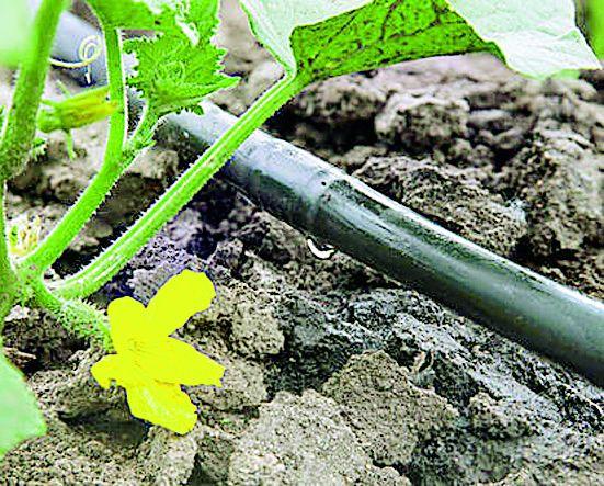 Benefits of micro irrigation scheme to 1,748 farmers | १,७४८ शेतकऱ्यांना सूक्ष्म सिंचन योजनेचा लाभ Benefits of micro irrigation scheme to 1,748 farmers | १,७४८ शेतकऱ्यांना सूक्ष्म सिंचन योजनेचा लाभ