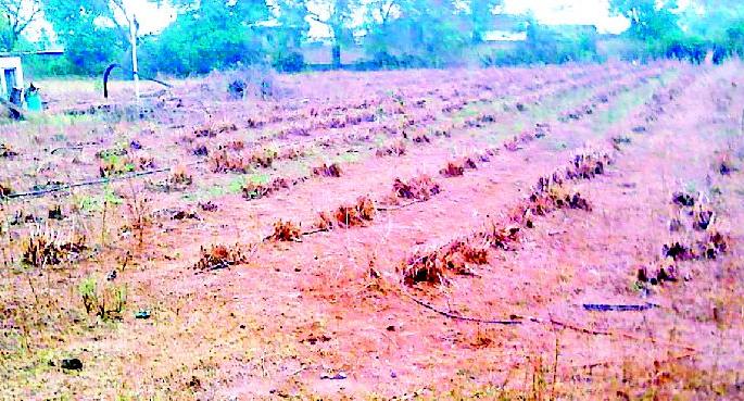 Fodder Cafeteria project dies due to water | ‘फॉडर कॅफेटेरिया’ प्रकल्प पाण्याअभावी मरणपंथाला Fodder Cafeteria project dies due to water | ‘फॉडर कॅफेटेरिया’ प्रकल्प पाण्याअभावी मरणपंथाला