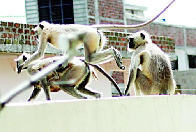 Monkey's Haidosay Sailkars Stranded | माकडांच्या हैदोसाने सेलूकर त्रस्त Monkey's Haidosay Sailkars Stranded | माकडांच्या हैदोसाने सेलूकर त्रस्त